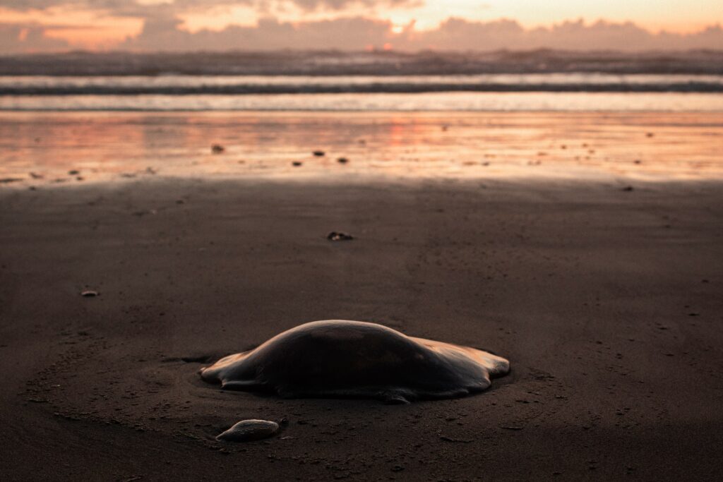 Jellyfish on the beach